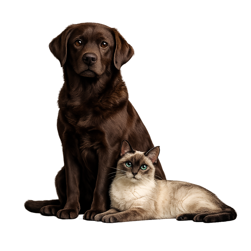 Hund und Katze